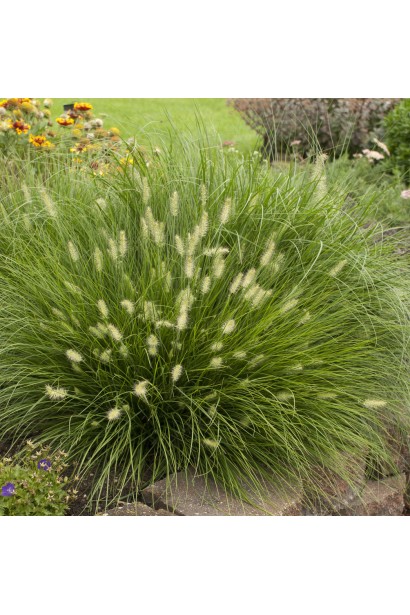 Пеннисетум Литл Бани многолетний злаковый куст